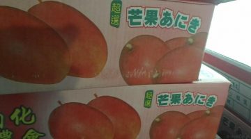 マンゴーに兄貴がいるならば、弟はどんなんでしょうね?
